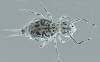 Dicyrtoma dorsosignata